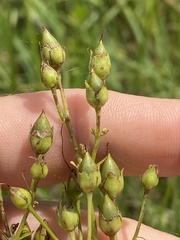 Penstemon oklahomensis