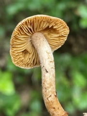 Inocybe cinnamomea