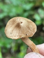 Inocybe cinnamomea