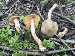 Inocybe cinnamomea