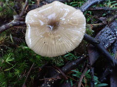 Entoloma albidocoeruleum