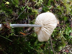 Entoloma albidocoeruleum