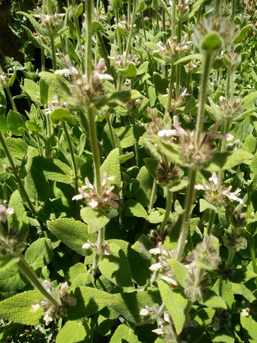 Stachys ehrenbergii · iNaturalist