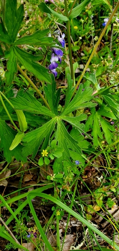 Image of Geranium oreganum by (c) Annie Kreager, some rights reserved (CC BY)