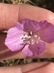 Clarkia bottae