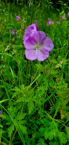 Image of Geranium oreganum by (c) Annie Kreager, some rights reserved (CC BY)