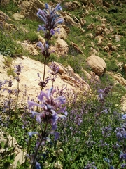 Nepeta cilicia