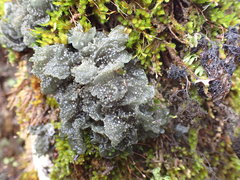 Leptogium coralloideum