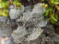 Leptogium coralloideum