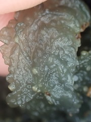 Leptogium coralloideum