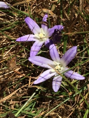 Brodiaea terrestris terrestris