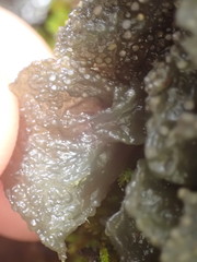 Leptogium coralloideum