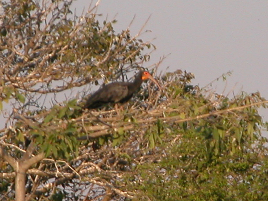 Sharp-tailed Ibis