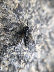 Diptera