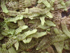 Porella amoena