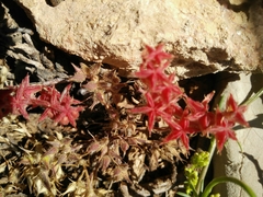 Sedum rubens