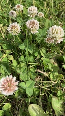 Trifolium repens