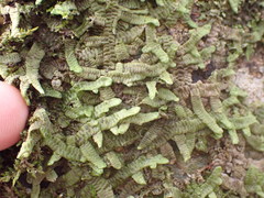 Porella amoena