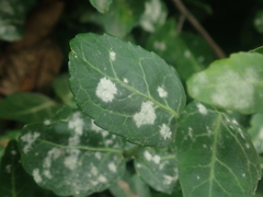 Erysiphe euonymicola