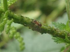 Aphis urticata