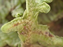 Porella amoena