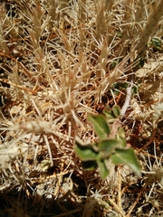 Petrosedum amplexicaule