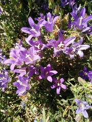 Campanula stricta