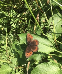 Erebia ligea