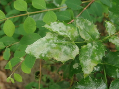 Erysiphe berberidis