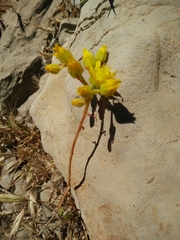 Petrosedum amplexicaule
