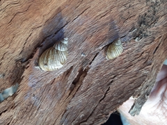 Bothriembryon tasmanicus