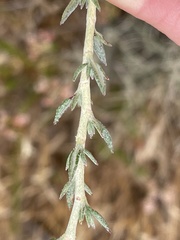 Eriogonum wrightii dentatum