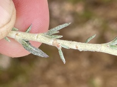 Eriogonum wrightii dentatum