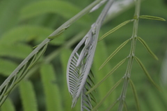 Leucaena pulverulenta