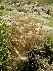 Arrhenatherum palaestinum