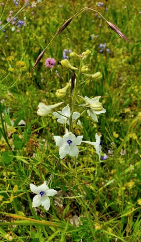 Image of Delphinium pavonaceum by (c) Annie Kreager, some rights reserved (CC BY)