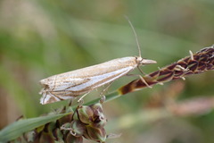 Crambus pratella