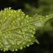 Daktulosphaira vitifoliae - Photo (c) Judy Gallagher, algunos derechos reservados (CC BY), uploaded by Judy Gallagher