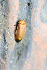 Abscondita