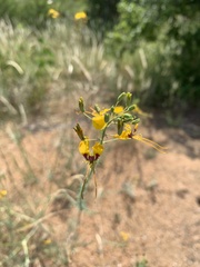 Cleome angustifolia