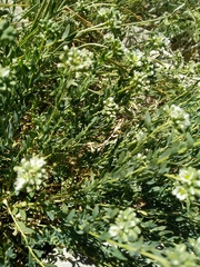 Telephium imperati
