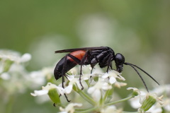 Arachnospila