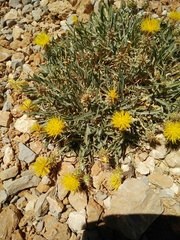 Centaurea drabifolia