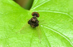 Chrysopilus basilaris