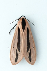 Creatonotos gangis-interrupta agg