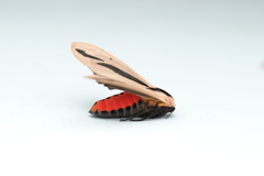 Creatonotos gangis-interrupta agg