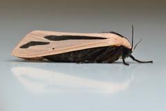 Creatonotos gangis-interrupta agg