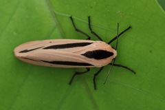 Creatonotos gangis-interrupta agg