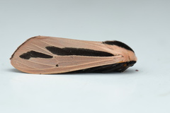 Creatonotos gangis-interrupta agg