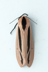 Creatonotos gangis-interrupta agg
